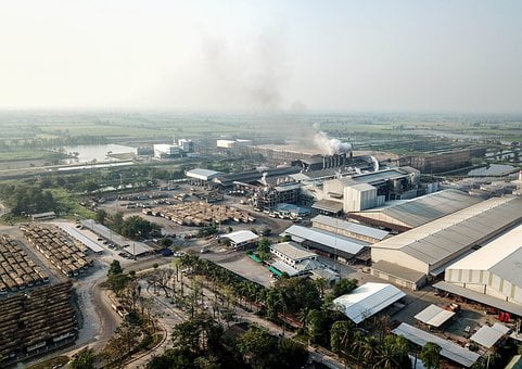sugar-food-plant